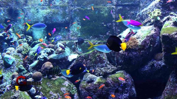 Aquarium HD 1080p Wallpaper -
