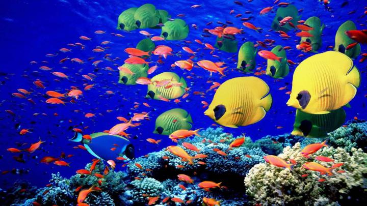 Coral Reef Wallpaper Desktop -
