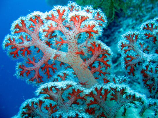 Coral Reef Wallpaper HD -