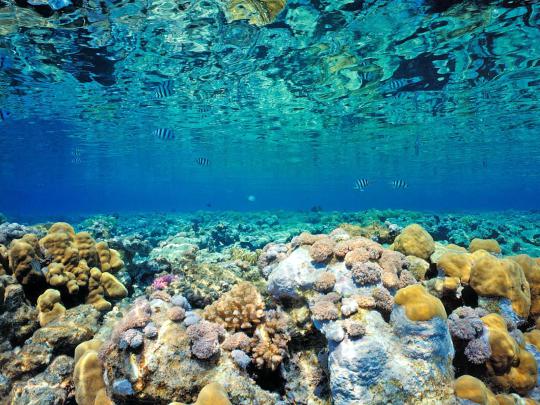 Coral-reef-wallpaper-hd-2 | | Coral reef, Wallpaper earth, Coral wallpaper