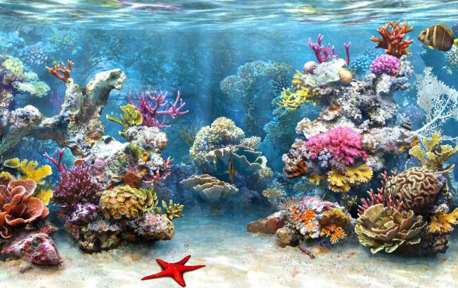[48+] Coral Reef Wallpaper HD 