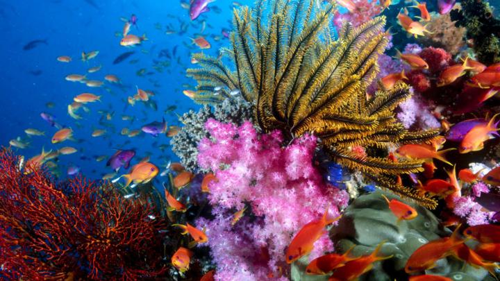 Aquarium World with Coral Reef Wallpaper for Desktop 1920x1080 Full HD
