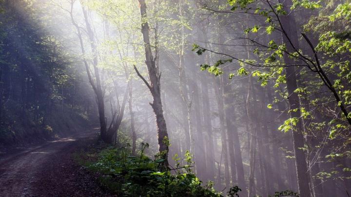 Cozy Forest Wallpapers - Top Free Cozy Forest Backgrounds - WallpaperAccess