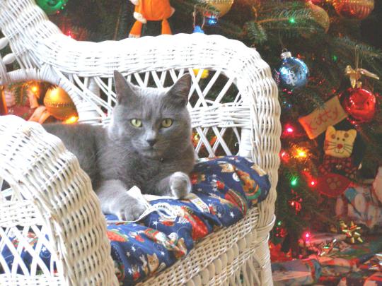 Cozy Christmas Hd Wallpaper \/ Christmas HD Widescreen Wallpaper 