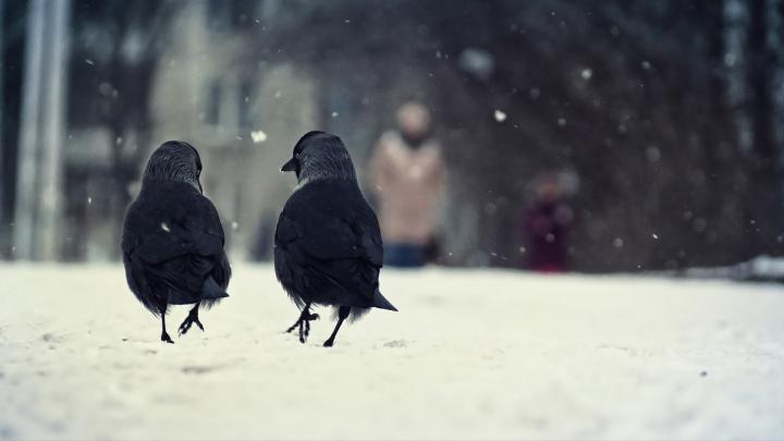 Crow Desktop Wallpaper (67+ images)
