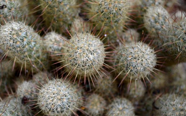 cactus wallpaper download - HD Desktop Wallpapers