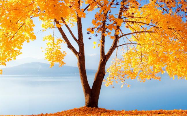Fall Wallpaper for Desktop (68+ images)