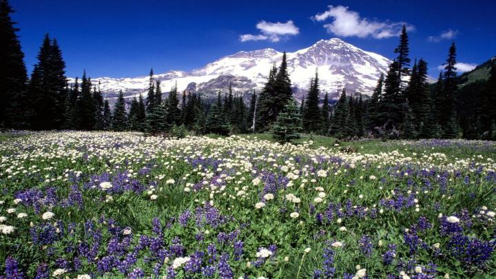 Free Seasonal Desktop Wallpapers