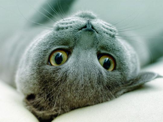 Free Desktop Wallpapers | Backgrounds: Animals Wallpapers, Animals Free 