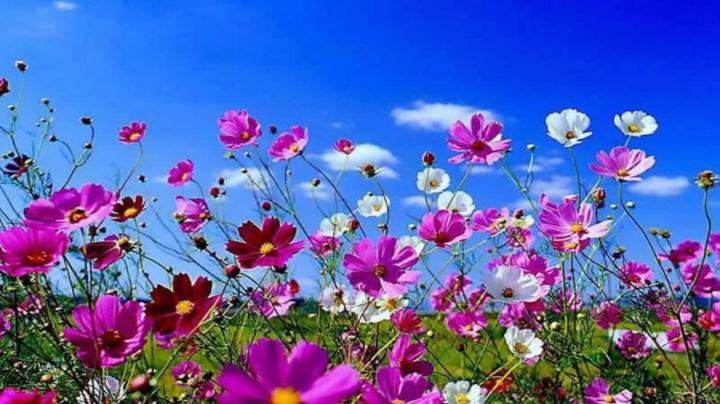 Beautiful Spring Desktop Wallpaper - Wallpaper, High Definition, High 