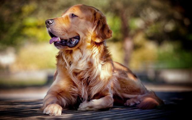 Dog Free Desktop Wallpaper - Wallpaper, High Definition, High Quality 