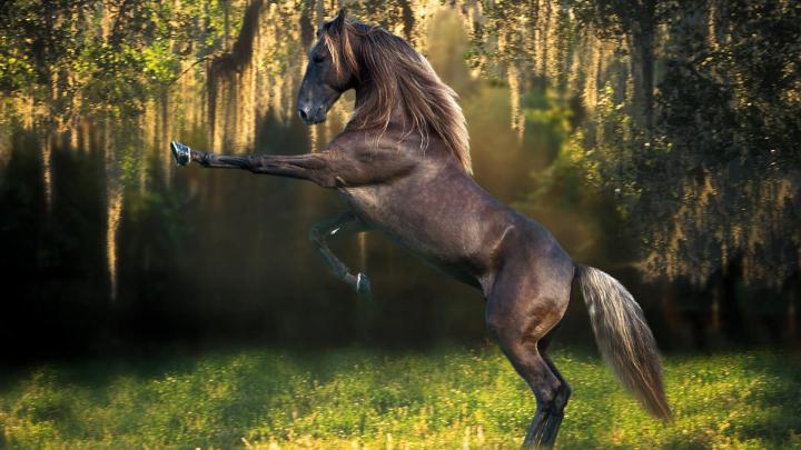 Horse Desktop Wallpaper (76+ images)