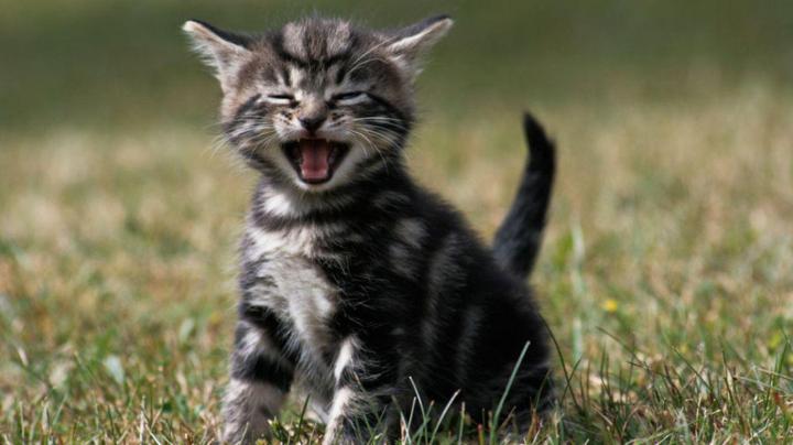 Free Desktop Wallpapers Cats