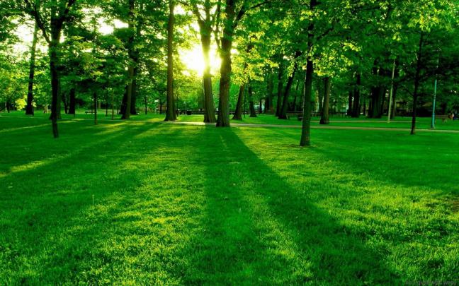 Hd Wallpaper Green Nature Wallpapers For Desktop Backgrounds - Ideas 