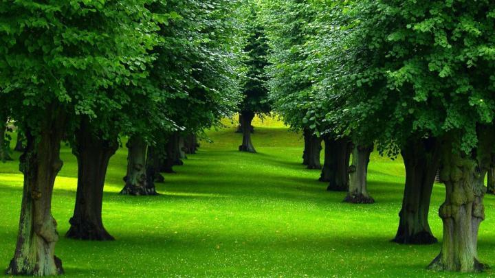 nature, Landscape, Green, Plants, Trees, Grass, Leaves, Forest 