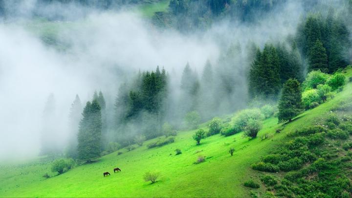 Green Forest Mountain With Mist During Morning Time 4K HD Nature 
