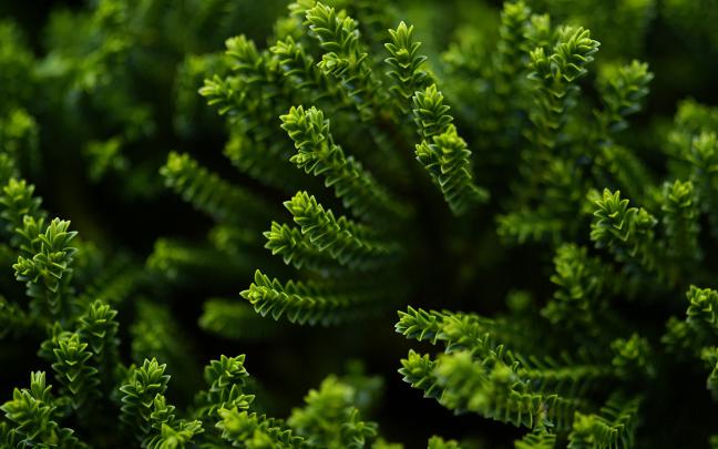 Nature Wallpaper HD Desktop
