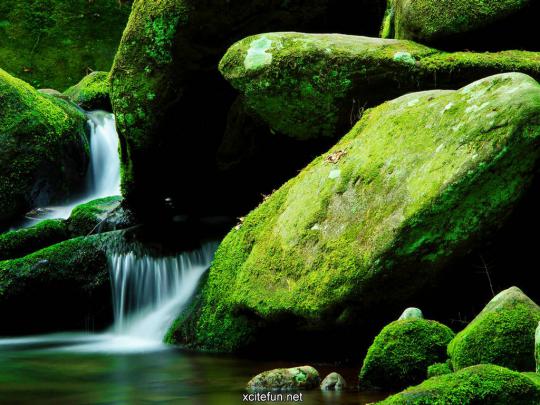 Green Nature Wallpaper Desktop -