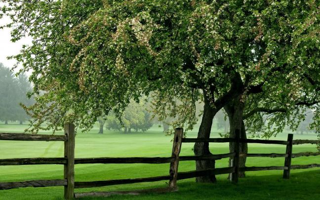 green meadow 1080p - HD Desktop Wallpapers