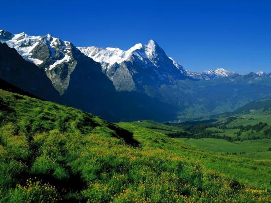Amazing Relaxing Green Nature Laptop Background | Cool Laptop Wallpapers