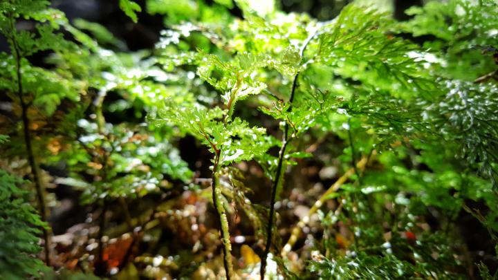 green, Nature, Macro Wallpapers HD \/ Desktop and Mobile Backgrounds