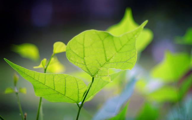 Desktop Nature wallpaper: green nature photography, photos of green 
