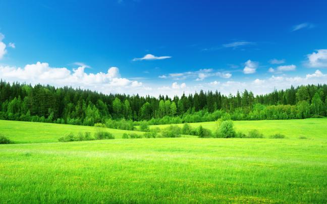 nature, Field, Grass, Woods, Trees, Green, Forest, Sky, Clouds 