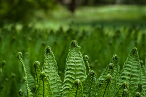 Green Nature - Eco Friendly Wallpapers