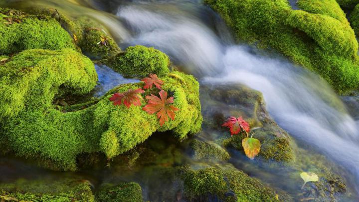 Green Nature \u2013 Eco Friendly Wallpapers \u2013 Stunning Mesh