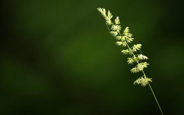 Green Desktop Wallpaper (77+ images)