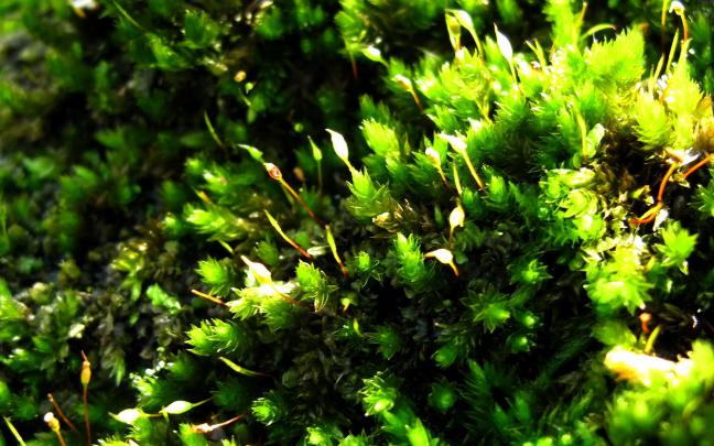 green macro pictures - HD Desktop Wallpapers