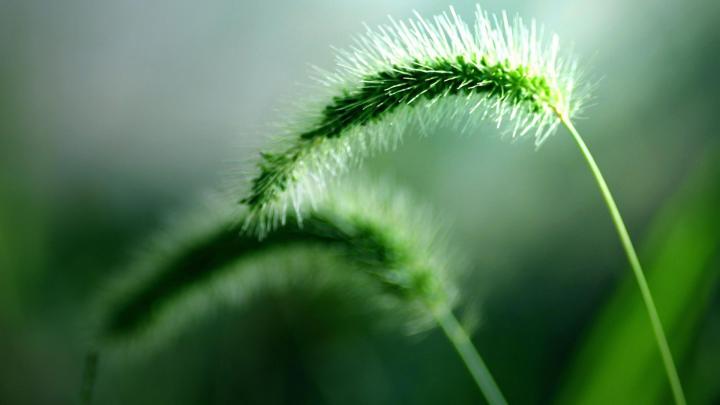 fresh, Nature, Green, Plants, Macro, Spikelets Wallpapers HD \/ Desktop 