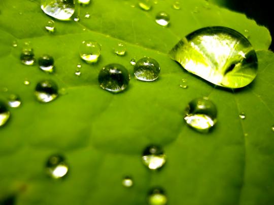 Windows Green Wallpaper | 3D Wallpaper | Nature Wallpaper | Free 