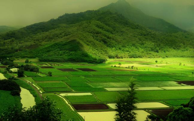 wallpapers: Green Nature Wallpapers