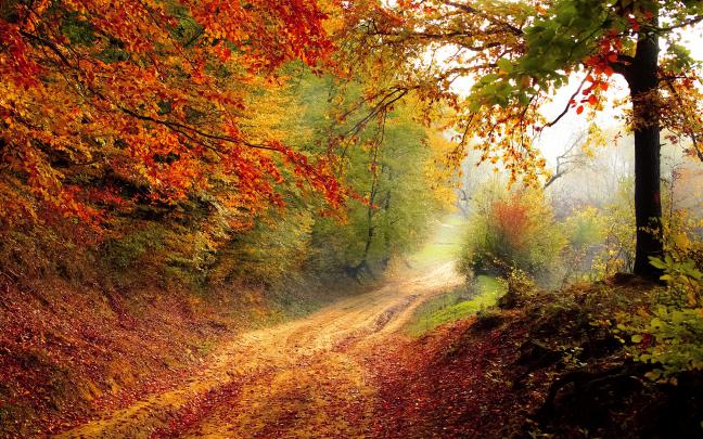 Beautiful Autumn Road Wallpapers | HD Wallpapers | ID #16828