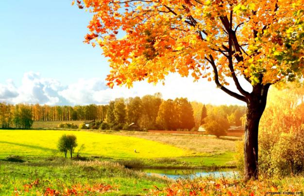 Autumn Wallpaper Hd Widescreen | Mega Wallpapers