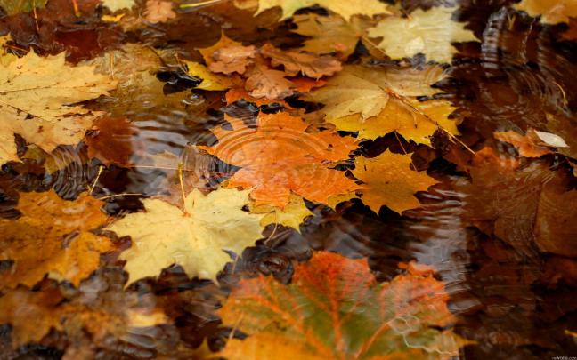 Autumn wallpaper HD \u00b7\u2460 Download free wallpapers for desktop, mobile 