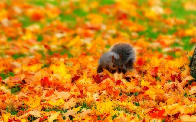 Autumn HD Widescreen Wallpaper (71+ images)