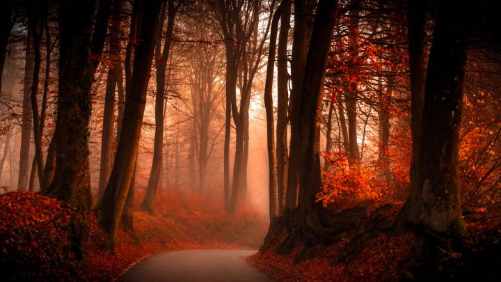 Autumn Forest Wallpapers | HD Wallpapers | ID #19096