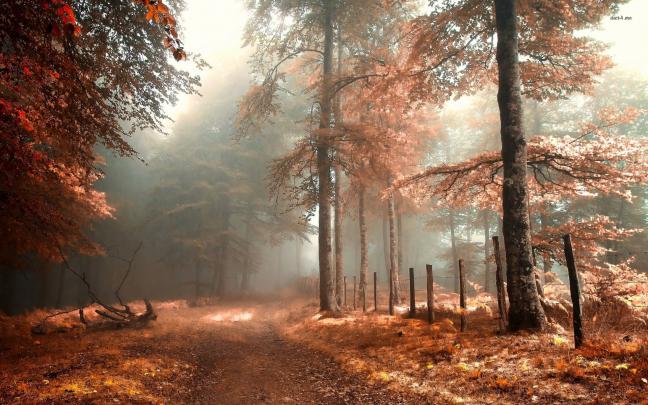 Autumn Wallpaper HD | AirWallpaper.Com