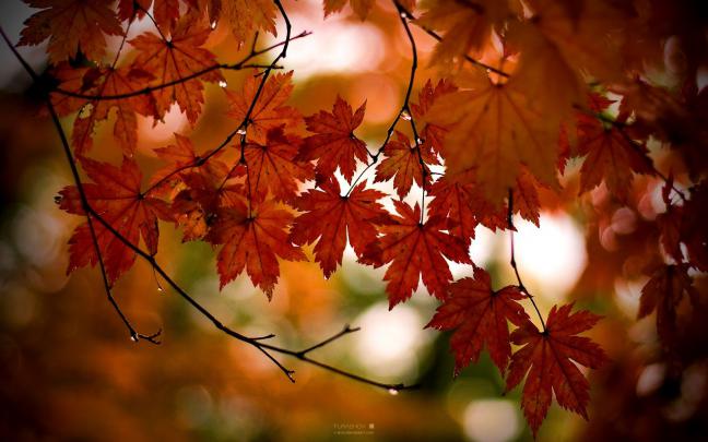 Autumn HD Widescreen Wallpaper -