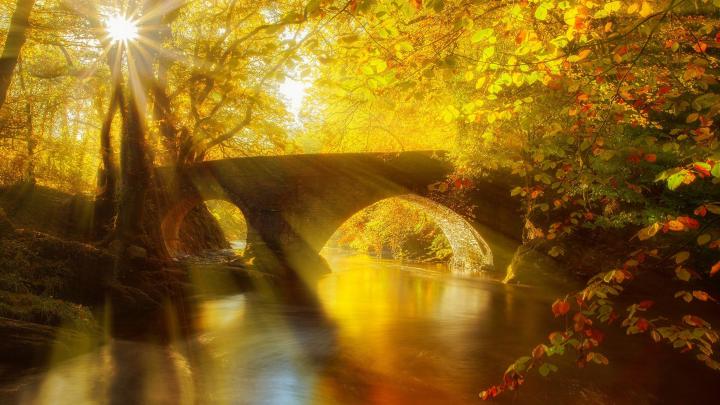 Sun Rays Through Autumn Forest 4K HD Nature Wallpapers | HD Wallpapers 