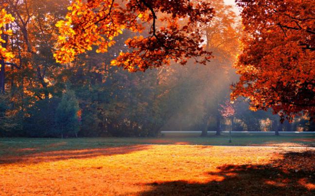 sunshine autumn trees - HD Desktop Wallpapers