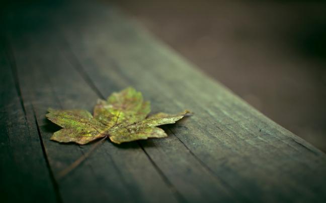 autumn love - HD Desktop Wallpapers