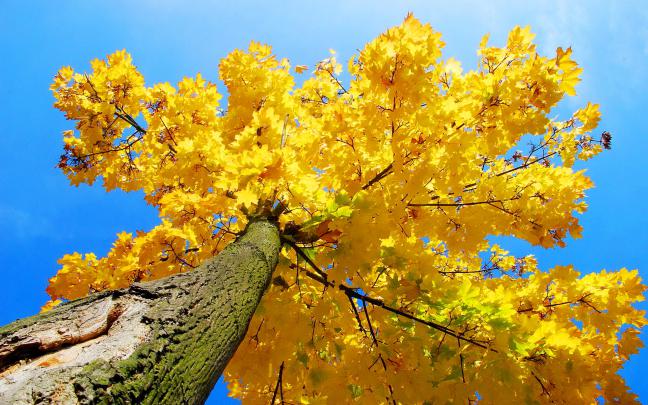 autumn yellow tree - HD Desktop Wallpapers