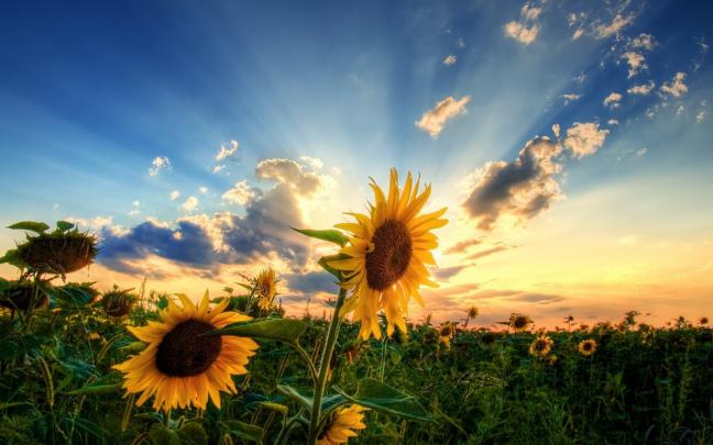 Free download Summer 1080p Wallpaper High Definition High Quality 