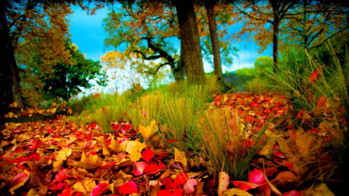 1080p Widescreen Wallpapers HD