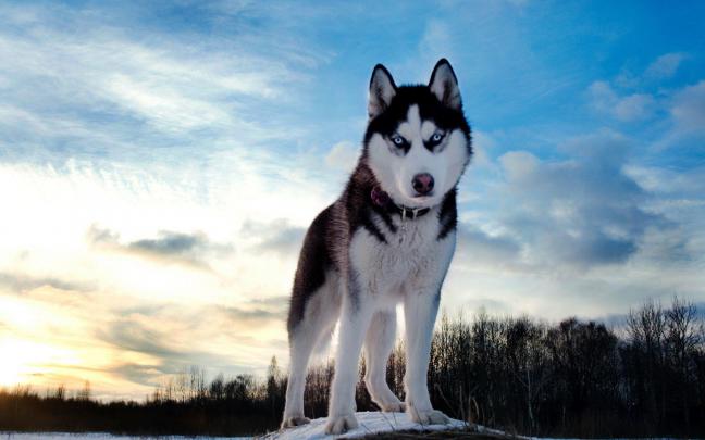 Siberian Husky Wallpapers