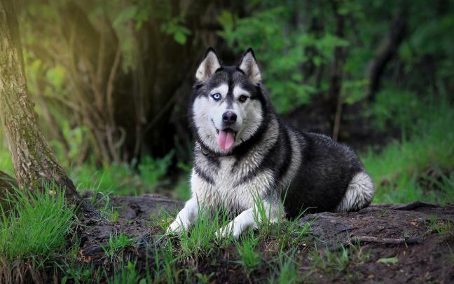 husky images - HD Desktop Wallpapers