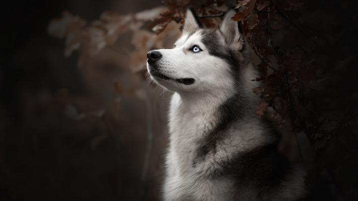1920x1080 Siberian Husky Dog Breed Laptop Full HD 1080P HD 4k 